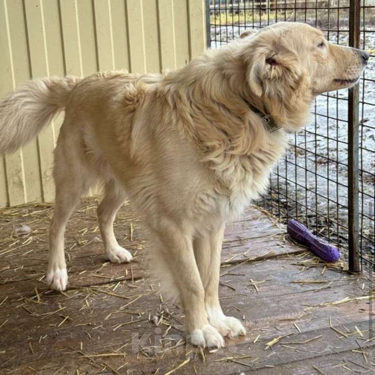 Собаки в Липецке: Рыжий Потап! ❤️ Мальчик, Бесплатно - фото 2