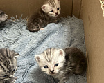 Кошки в Чебоксарах: Котята  Девочка, 4 500 руб. - фото 2
