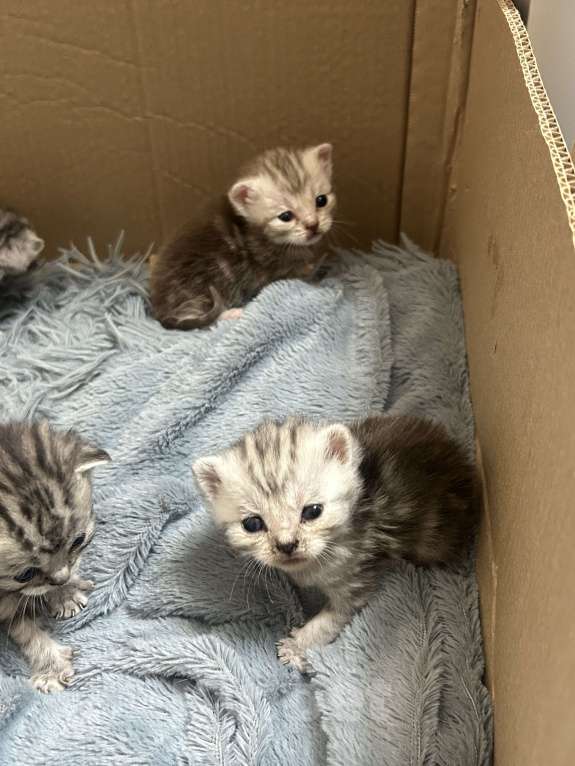 Кошки в Чебоксарах: Котята  Девочка, 4 500 руб. - фото 2