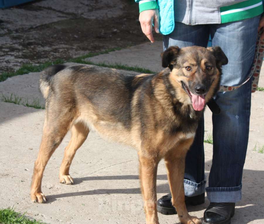 Собаки в Москве: Классный мальчишка Тимка ждет свою семью Мальчик, Бесплатно - фото 5
