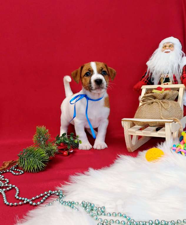 Собаки в Красноярске: Щенки Джек Рассел терьер мальчики и девочки  Мальчик, 35 000 руб. - фото 2