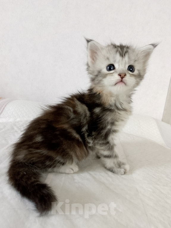 Кошки в Энгельс: Котята Мейн Кун Девочка, 50 000 руб. - фото 1