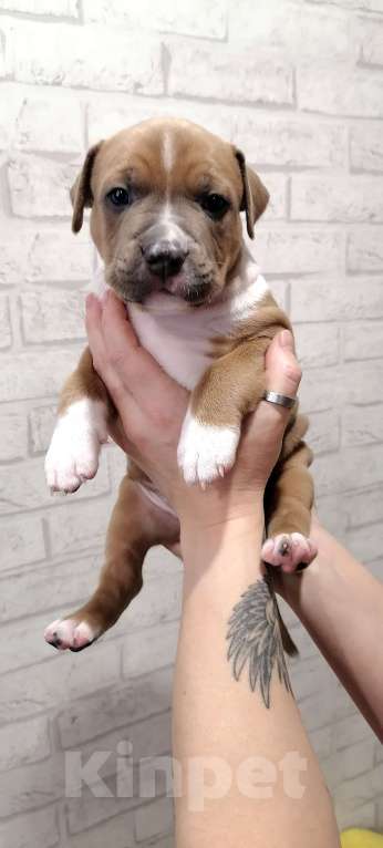 Собаки в Краснодаре: Американский стаффордширский терьер щенок  Мальчик, 80 000 руб. - фото 5