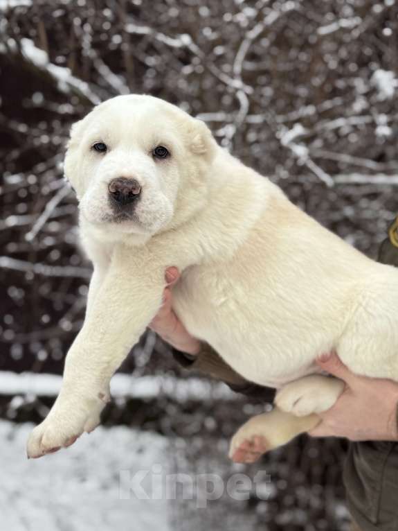 Собаки в Санкт-Петербурге: ЖАКУТ  Мальчик, 65 000 руб. - фото 4