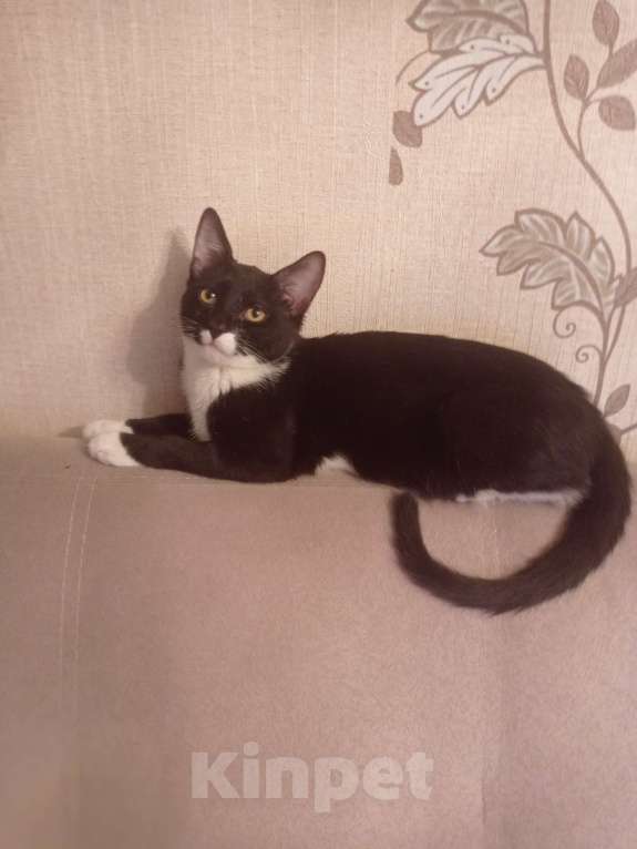 Кошки в Москве: Черный котик в добрые руки Мальчик, 1 руб. - фото 3