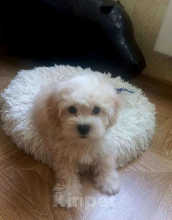 Собаки в других городах Московской области: ВАЛЯ ,Щенок Мальтипу Мальчик, 50 000 руб. - фото 3