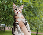 Кошки в Санкт-Петербурге: Элиф Девочка, 70 000 руб. - фото 1