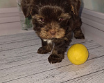 Собаки в Москве: Шоколадный малыш йорка Мальчик, 35 000 руб. - фото 4