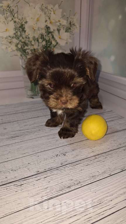 Собаки в Москве: Шоколадный малыш йорка Мальчик, 35 000 руб. - фото 4