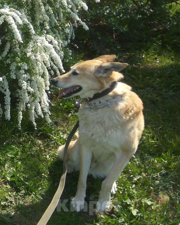 Собаки в Москве: Отдаем собаку в добрые руки Мальчик, Бесплатно - фото 6
