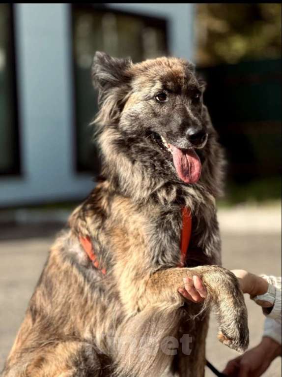 Собаки в Москве: Пушистая красавица собака Дюша в добрые руки Девочка, 1 руб. - фото 6