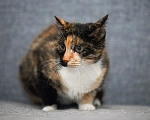 Кошки в Обнинске: Ищет любящий дом🏠🌺, шикарная красавица😻🔥, по имени Эрика🌺 Девочка, 500 руб. - фото 2