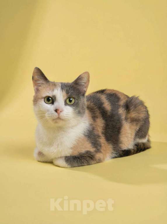 Кошки в Москве: Пестренькая Рикса мечтает о доме Девочка, Бесплатно - фото 1