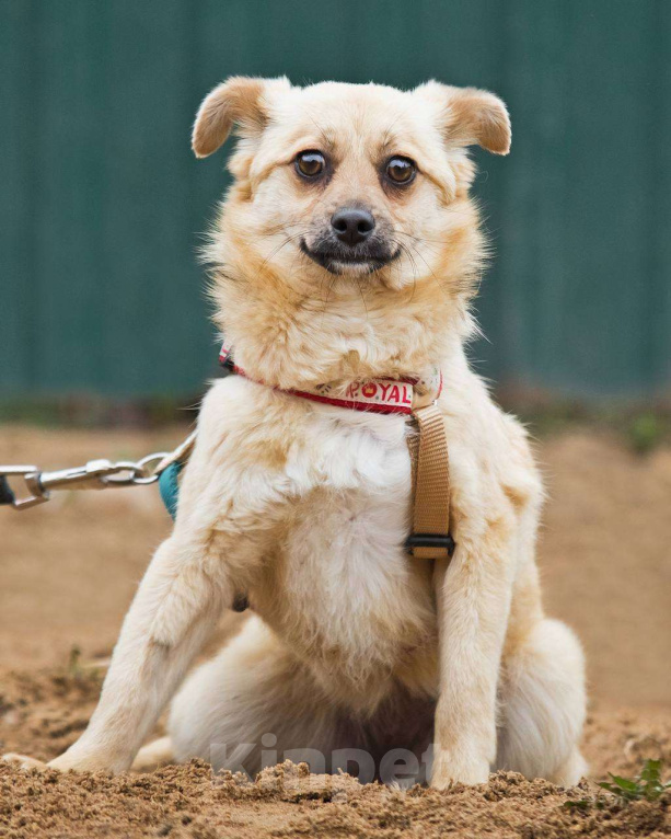 Собаки в других городах Московской области: Тэя :) 5 кг в добрые руки Девочка, Бесплатно - фото 6