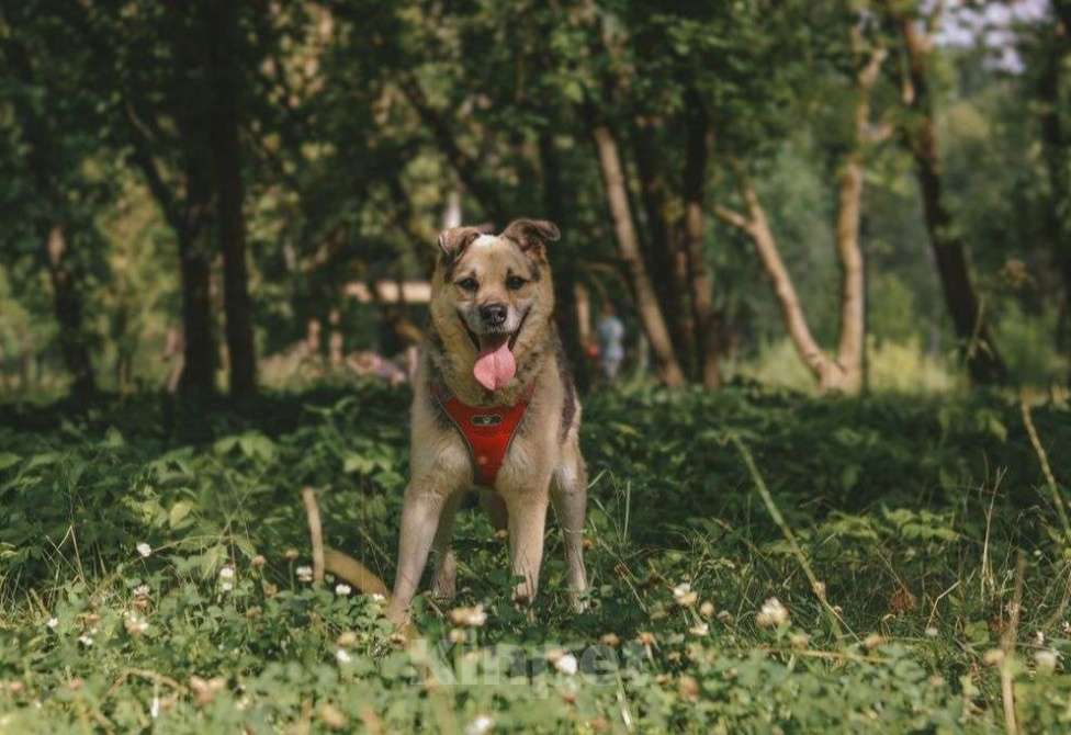 Собаки в Москве: Рэй Мальчик, Бесплатно - фото 4