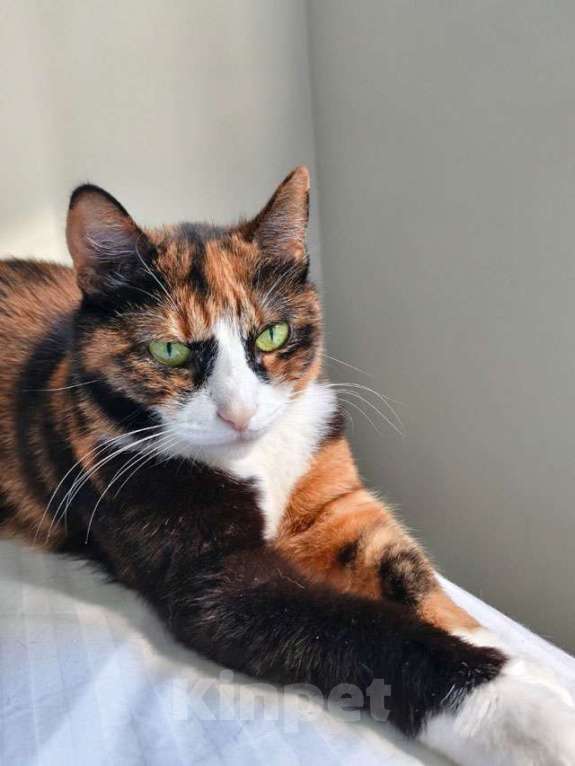 Кошки в Москве: Ищет дом Мася, кошка, которая умеет делать обычные дни теплее Девочка, Бесплатно - фото 5