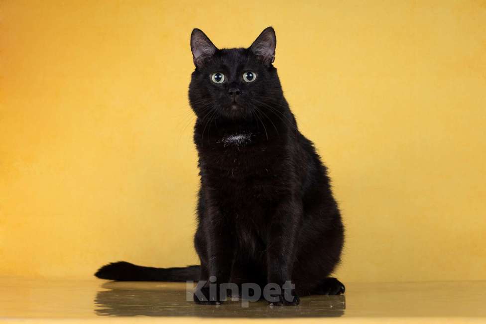 Кошки в Москве: Подарите дом Ласкуше Мальчик, Бесплатно - фото 3