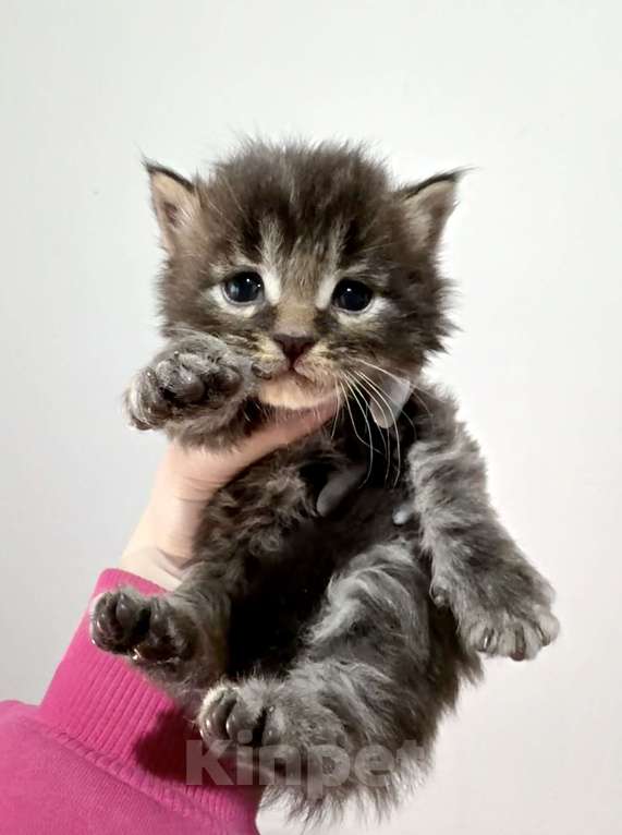 Кошки в Нижнем Новгороде: Котёнок Мей-кун Мальчик, Бесплатно - фото 3