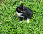 Кошки в других городах Ленинградской области: Котик мальчик скромняга Мальчик, Бесплатно - фото 2