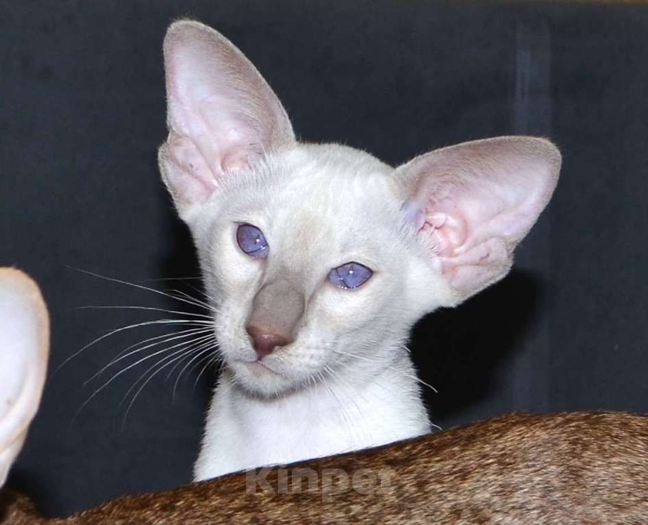 Кошки в Глазове: Хабиб Мальчик, 35 000 руб. - фото 1