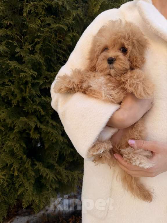 Собаки в других городах Московской области: Щенок мальтипу f1, мальчик Мальчик, 120 000 руб. - фото 3