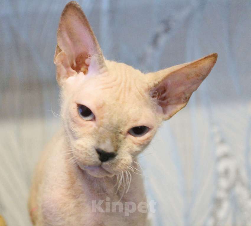 Кошки в Санкт-Петербурге: Девочка левкой страйт Девочка, 17 000 руб. - фото 2