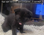 Кошки в других городах Московской области: Котята в добрые руки Мальчик, Бесплатно - фото 1