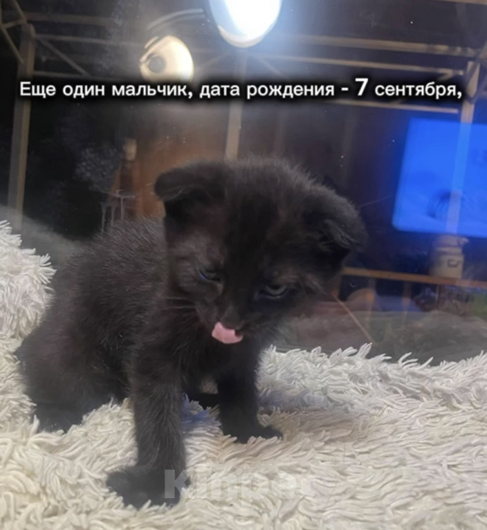 Кошки в других городах Московской области: Котята в добрые руки Мальчик, Бесплатно - фото 1