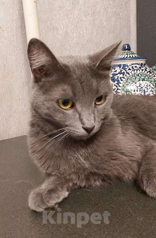 Кошки в Москве: Дымка, русская голубая в добрые руки.  Девочка, Бесплатно - фото 7