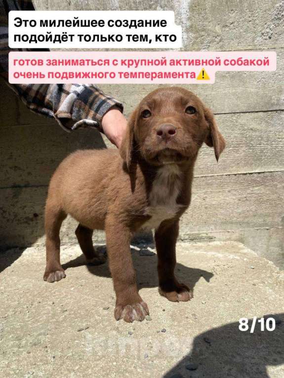 Собаки в Сочи: Карамелька ищет дом Девочка, Бесплатно - фото 8