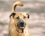 Собаки в Раменском: Собака Лексус ищет дом Мальчик, 1 руб. - фото 4