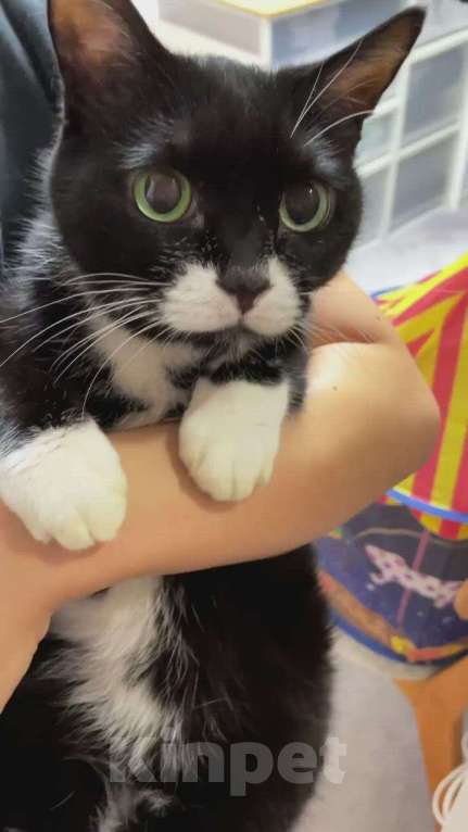 Кошки в Москве: Красивый котенок Феликс Мальчик, Бесплатно - фото 1