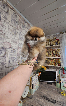 Объявление: Шпиц померанский в медвежьем типе девочка из племенного питомника, Бесплатно, Москва