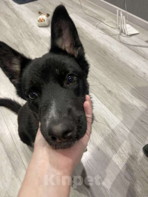 Собаки в других городах Московской области: Отдам в добрый руки Мальчик, Бесплатно - фото 1