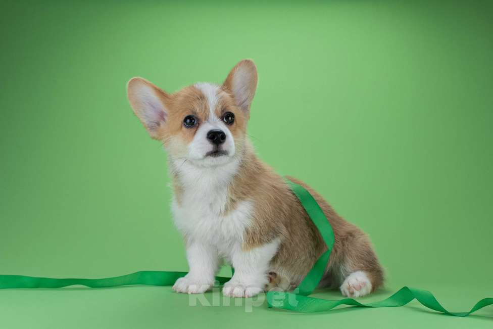 Собаки в Москве: Щенки вельш-корги пемброк Мальчик, 45 000 руб. - фото 8