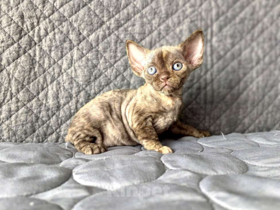 Кошки в Москве: Шоколадная черепашка Девочка, Бесплатно - фото 3