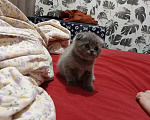 Кошки в Астрахани: Продаю котёнка Девочка, 6 000 руб. - фото 5