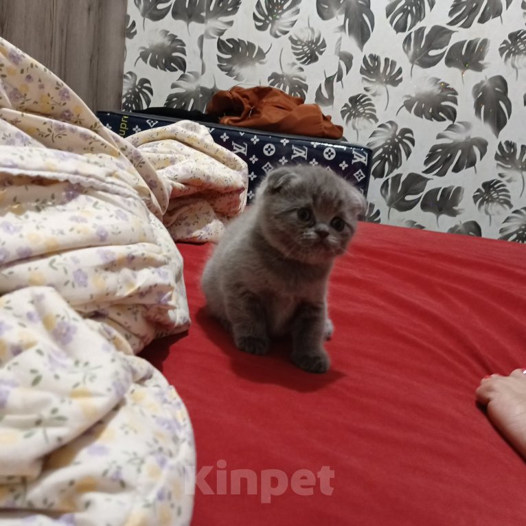 Кошки в Астрахани: Продаю котёнка Девочка, 6 000 руб. - фото 5