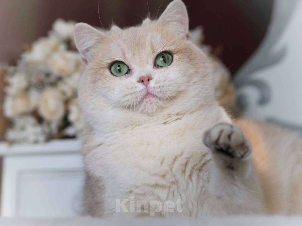 Кошки в Москве: Британская кошечка для разведения Девочка, 100 000 руб. - фото 8