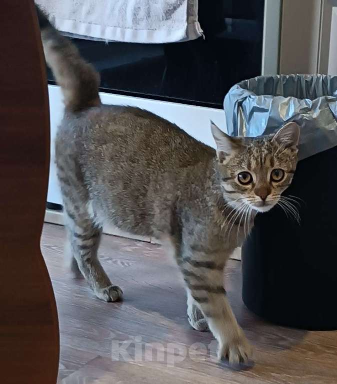 Кошки в Калининграде: Найден котенок Мальчик, Бесплатно - фото 1