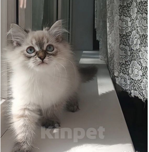 Кошки в Санкт-Петербурге: Невские маскарадные малыши Девочка, 20 000 руб. - фото 2