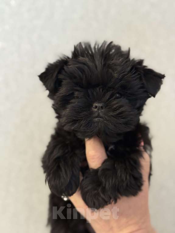 Собаки в Москве: АФФЕНПИНЧЕР Щенки  Мальчик, Бесплатно - фото 5