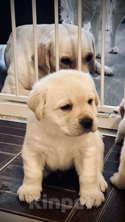 Собаки в Раменском: Лабрадор щенок кобель Мальчик, 120 000 руб. - фото 1