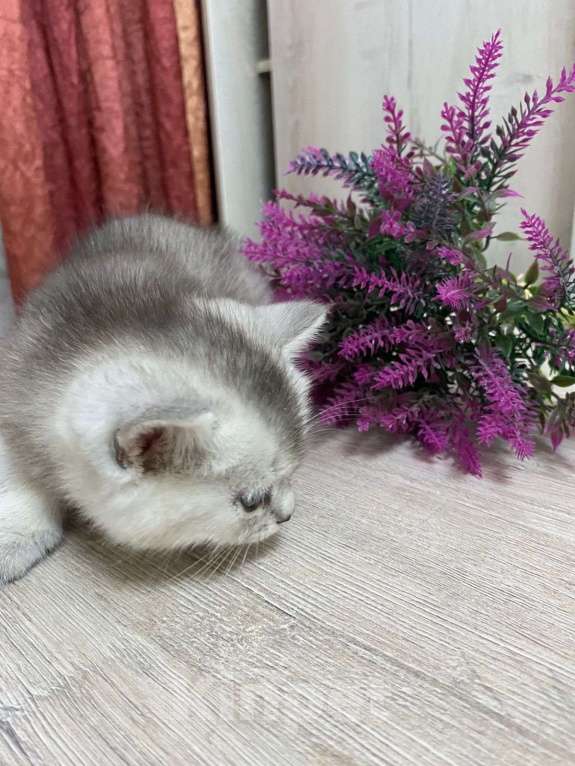 Кошки в Новосибирске: серебристый мальчик Мальчик, 10 000 руб. - фото 3