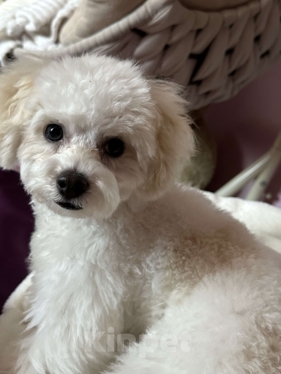 Собаки в Севастополе: Вязка,ищём невесту  Мальчик, Бесплатно - фото 1