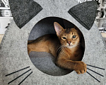 Кошки в Санкт-Петербурге: Отдам котенка Мальчик, 1 руб. - фото 1