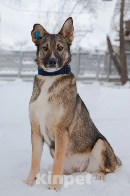 Собаки в Москве: Девочка Винни, не Пух, скучает в приюте, 2 года. Девочка, 1 руб. - фото 2