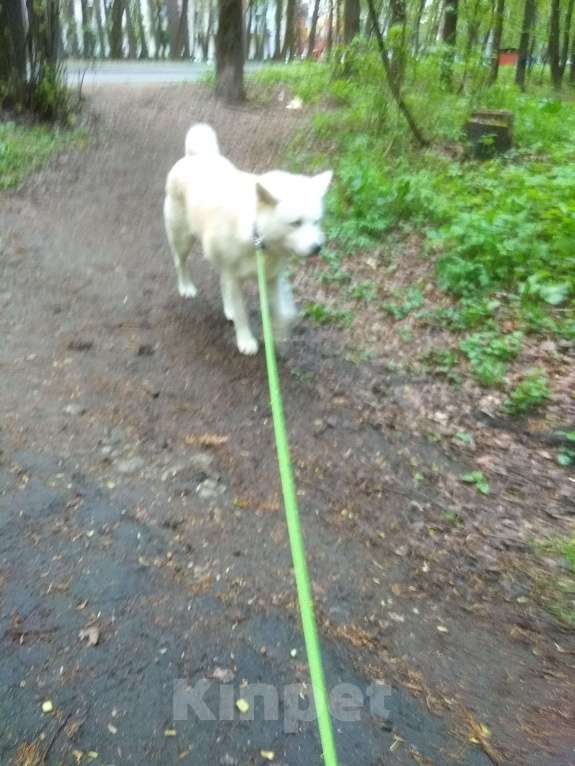 Собаки в Москве: взрослая акито ,7 лет , ищет нового хозяина  Девочка, Бесплатно - фото 2