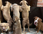 Собаки в Краснодаре: Собаки Мальчик, Бесплатно - фото 3