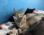 Кошки в Химках: котенок девочка 3 месяца Девочка, Бесплатно - фото 3